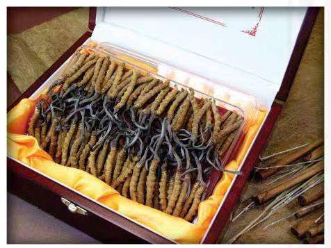 阿尔山冬虫夏草回收